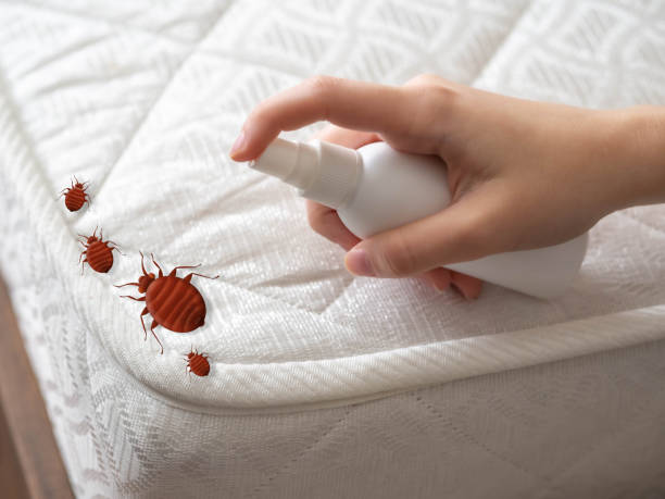 Best Local Pest Control Services  in Fredericksburg, VA